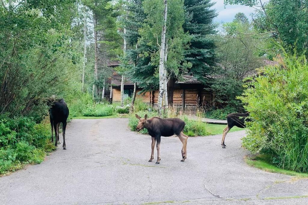 Aspen'S Cabin 威尔森 外观 照片